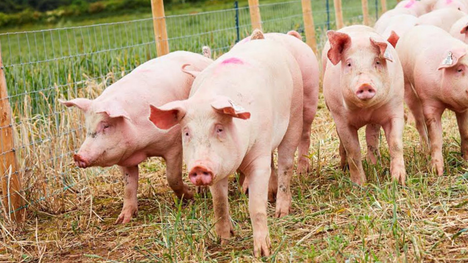 Как вырастить свиней. Животноводство свиноводство. Свиноводство в скотоводство. Современное свиноводство. Свиньи.